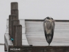 05 Greureiher Bedeinsel  28.01.2019 118