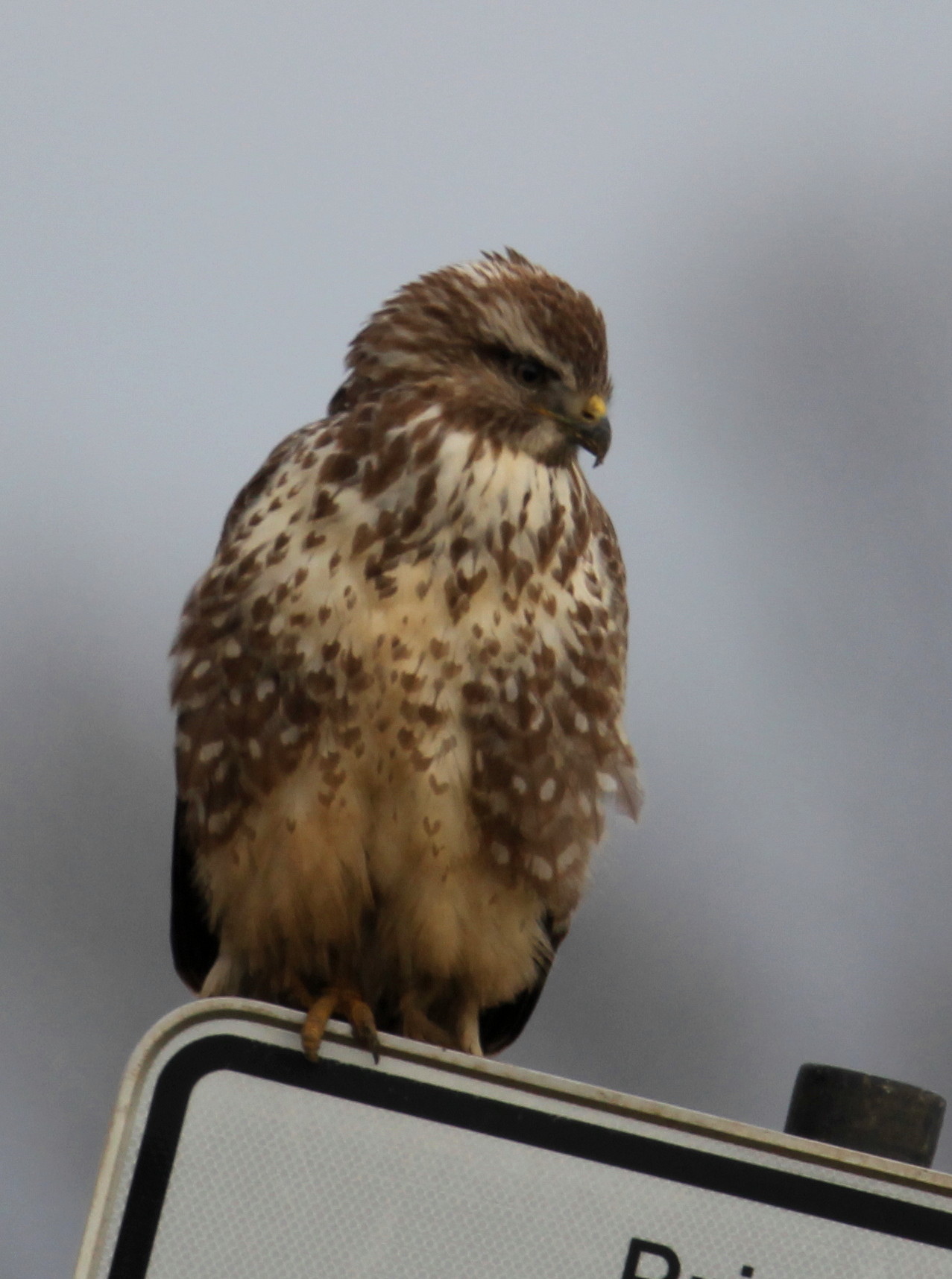 043.0  Bussard Kolenfeld 10.01.2019 007