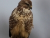 043.0  Bussard Kolenfeld 10.01.2019 007