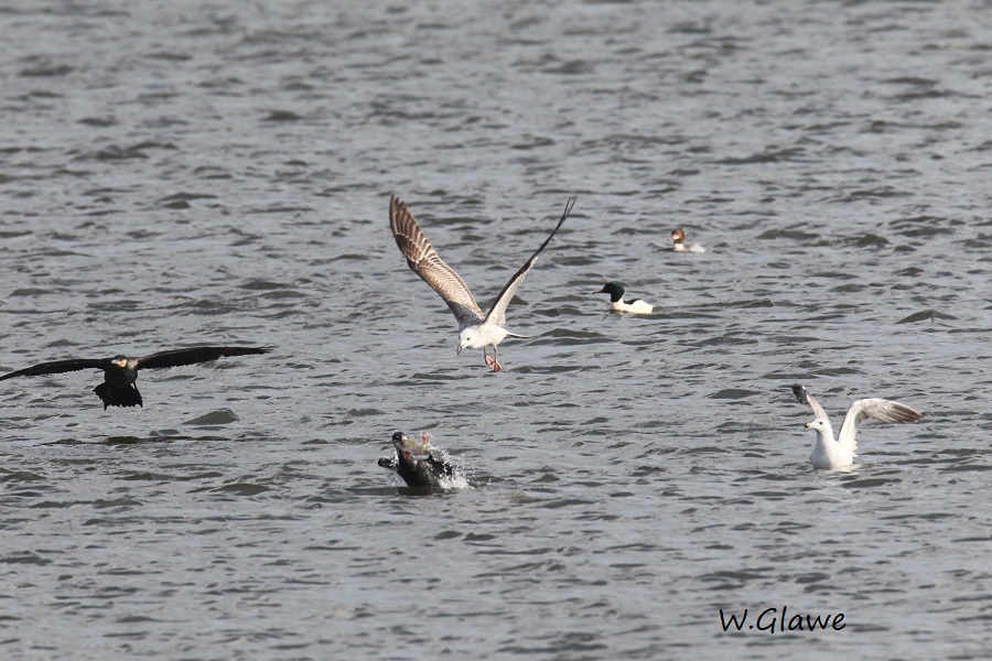 15  Kormoran  mit Fisch  19.02.2019 288