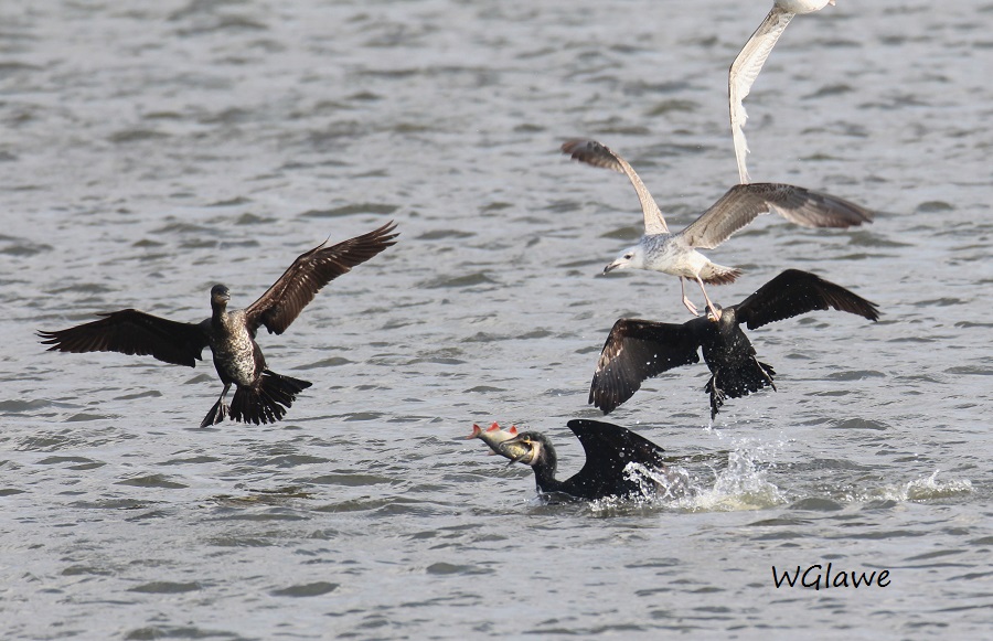 16    Kormoran macht kurzen Prozeß...19.02.2019 290