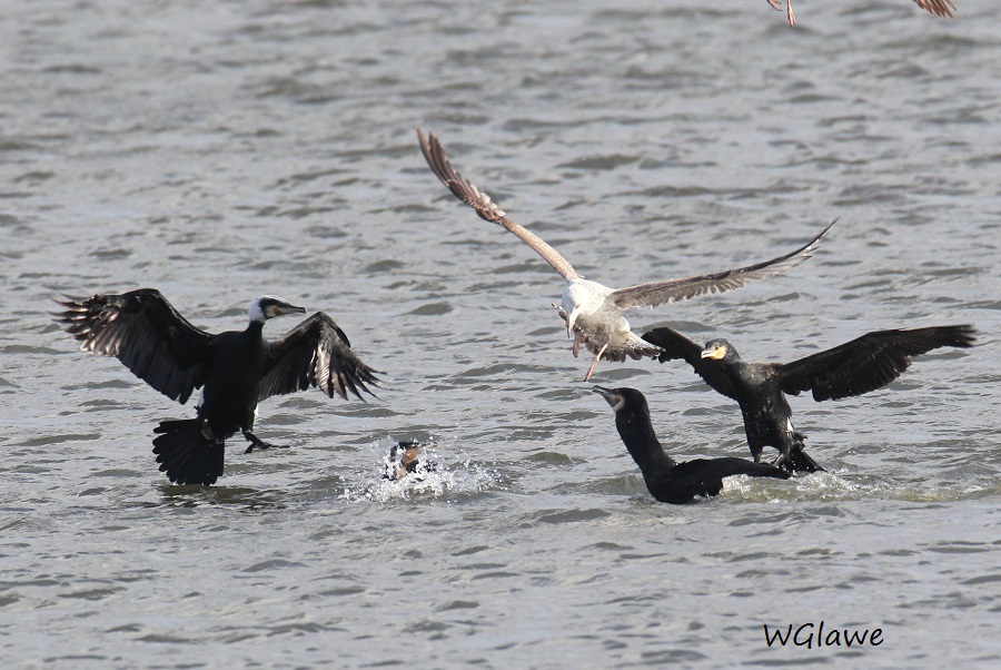 17     Kormoran und hat  so'n Hals  19.02.2019 293