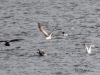 15  Kormoran  mit Fisch  19.02.2019 288