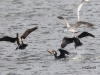 16    Kormoran macht kurzen Prozeß...19.02.2019 290