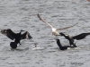 17     Kormoran und hat  so'n Hals  19.02.2019 293