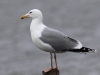 03 Steppenmöwe Steinhude Promenade  02.03.2019 119