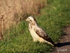 04  Maeusebussard Schneeren 17.03.2019 205