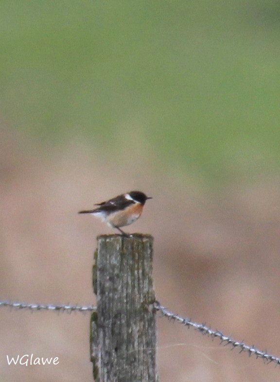 04  Schwarzkehlchen Heudamm 20.03.2019 200