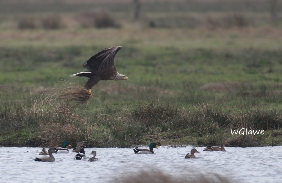 05  Seeadler Heudamm 20.03.2019 238