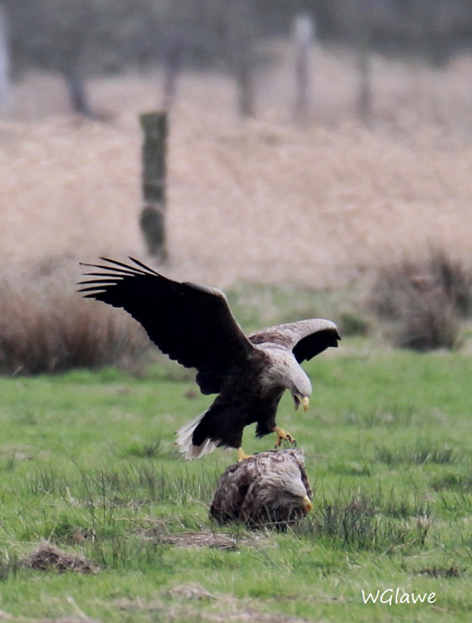 06  Seeadler Heudamm 20.03.2019 291