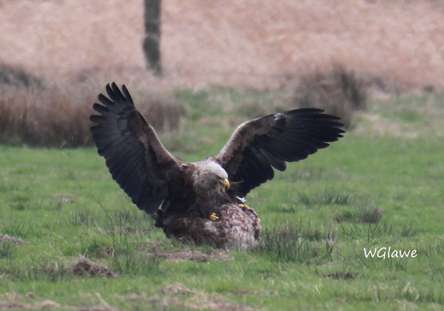 07  Seeadler Heudamm 20.03.2019 320