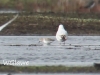 01  Alpenstrandläufer Heudamm 20.03.2019 088