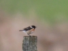 04  Schwarzkehlchen Heudamm 20.03.2019 200