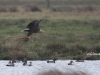 05  Seeadler Heudamm 20.03.2019 238
