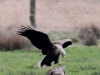 06  Seeadler Heudamm 20.03.2019 291