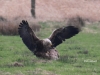 07  Seeadler Heudamm 20.03.2019 320
