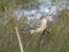 02 Bergpieper Heudamm 27.03.2019 063