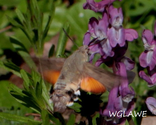 Taubenschwaenzchen auf Lerchensporn Nähe Stolzenau  31.03.2019 094