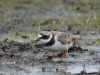 04  Sandregenpfeifer  03.04.2019 304
