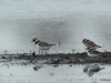 05  Flußregenpfeifer+ Sandregenpfeifer  03.04.2019 358