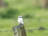 09  Raubwuerger  Katzenhide 03.04.2019 235