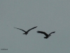 11  Fischadler Sperrpfosten Heudamm 03.04.2019 260 (2)