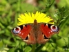 01  Tagpfauenauge 07.04.2019 029