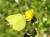 03  Zitronenfalter 07.04.2019 166