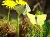 01 Zitronenfalter RdumsStMe 21.04.2019 036