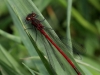 01  Frühe Adonislibelle RdumsStMe 30.04.2019 033