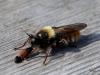 01  Gelbe Mordfliege(Laphria flava) RdumsStMe 30.04.2019 076