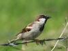 04  'Spatz' auf Insektenjagd RdumsStMe 30.04.2019 160