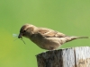 05  Sperling mit Frühe Adonislibelle RdumsStMe 30.04.2019 193