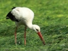 02  Storch  5.5.+6.5.2019  753