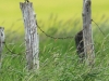06  Schwarzkehlchen mw 5.5.+6.5.2019 RdumsStMe 796