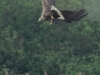 01  Seeadler Heudamm 17.05.2019 435