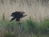 03  Seeadler Heudamm 17.05.2019 455