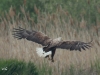 04  Seeadler Heudamm 17.05.2019 447