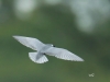 05  Weißbartseeschwalbe Heudamm 17.05.2019 437