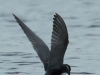 07  Weißbartseeschwalbe Heudamm 17.05.2019 547
