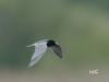 08  Trauerseeschwalbe Heudamm 17.05.2019 202