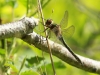 09  Falkenlibelle RdumsStMe 18.05.2019 001