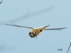 01  Vierfleck Libellula quadrimaculata 24.05.2019 049