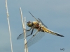 02  Vierfleck Libellula quadrimaculata NeuMoor  24.05.2019 113