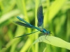 03  Gebaenderte Prachtlibelle Calopteryx splendens 23.05.2019 028