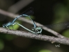 04  Hufeisenazurjungfer Coenagrion puella 24.05.2019 014