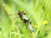 05  Plattbauch Libellula depressa RdumsStMe 26.05.2019 340