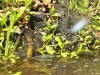 06  Plattbauch Libellula depressa  Eiablabe RdumsStMe 26.05.2019 382