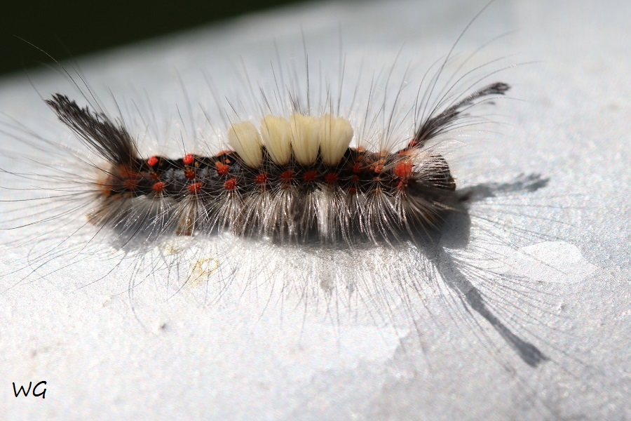 01 Orgyia antiqua Kleiner Buerstenspinner RdumsStMe 02.06.2019 016