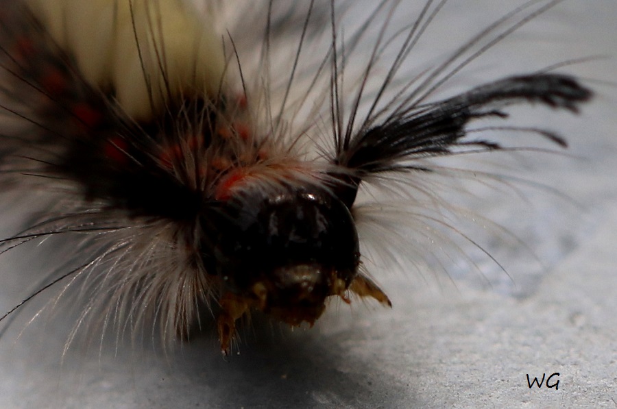 02 Orgyia antiqua  Kleiner Buerstenspinner RdumsStMe 02.06.2019 031